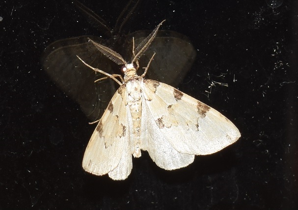 Geometridae? da ID